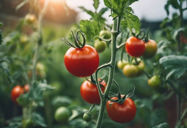 Cultivation of tomoto in a vegetable garden