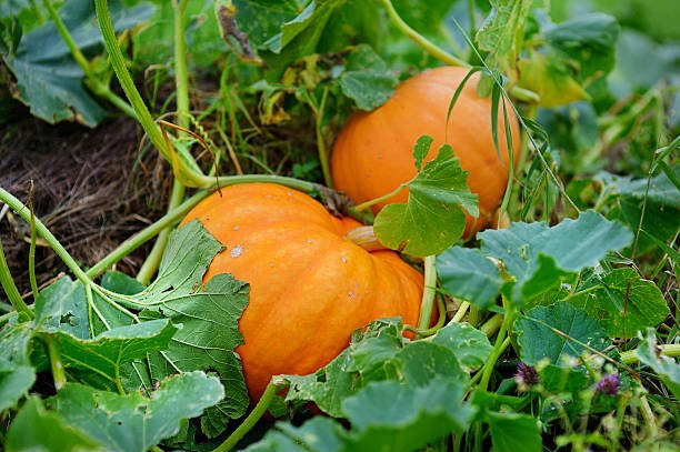 Big orange pumpkins growing in the garden