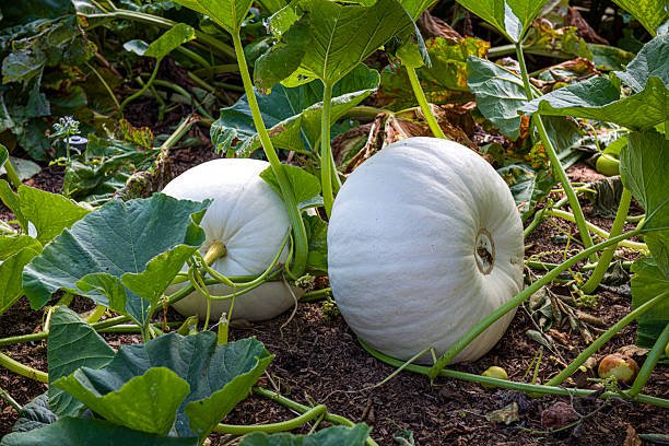 Two white pumpkins laying on the ground whilst still attached to the vine.