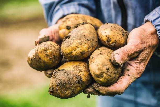 Old hand of farmer holding fresh organic potatoes.
