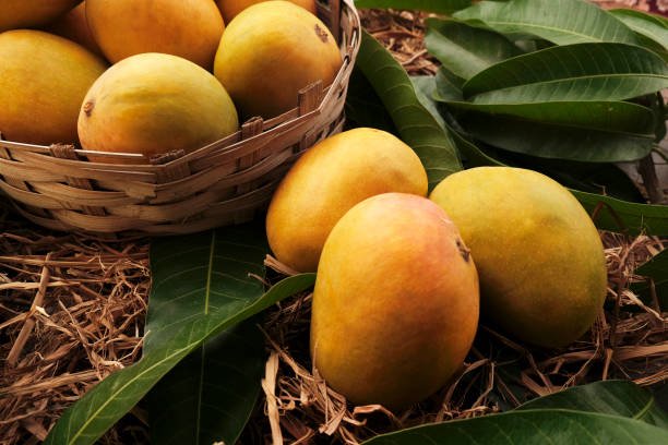Indian Alphonso mango fruits in grass closeup