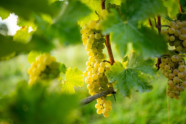 A tight cluster of white grapes grows among lush green leaves, glowing in soft light in a German vineyard. The fruit matures in preparation for wine production.