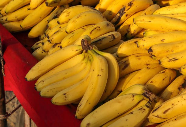 Fresh bananas on display in a grocery store or fruit shop. Bunch of bananas. Fruit background. Golden yellow Bundles of ripe sweet bananas at farmers market. beautiful and appetizing.