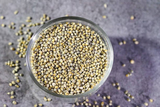 Indian Bajra Or Pearl Millet, Bajra Seeds. close up pile of dry bajra pearl millet seed. Pearl millet , bajra is a healthy food rich in protein, fiber, phosphorus, magnesium and iron. Bajri, Bulrush.