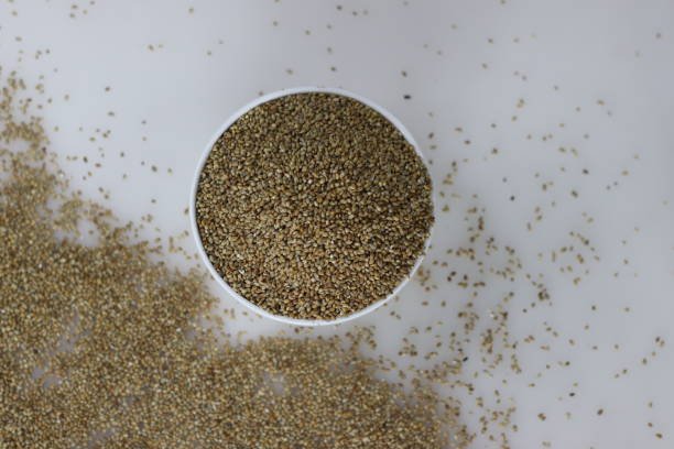 Bajra or pearl millet, a Pennisetum glaucum crop spread on the white table top. It is also known as dukn, cumbu, gero, sanio, kambu, babala, or bulrush millet