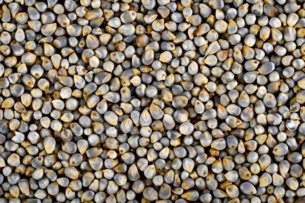 Pearl millet (Bajra) as background. Close up.