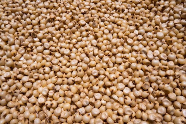 closeup view of a white millet (sorghum) Jowar is commonly called by various names across India- jwaarie, jowar, jola, or jondhalaa and is used to make bhakri, jowar roti, or jolada rotti