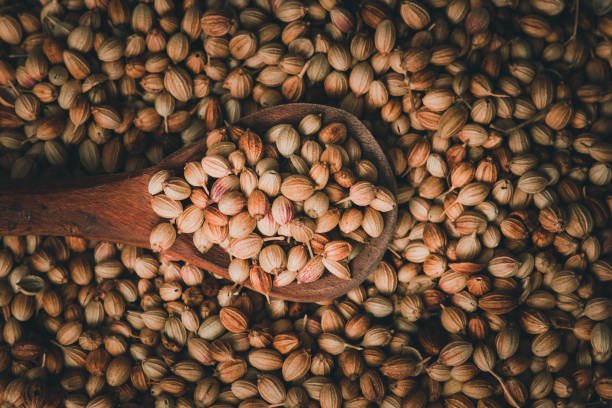 Top view of dried coriander fruits also known as coriander seeds.