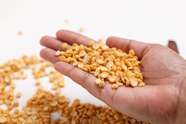 Dried chickpea lentils in hand on white background , Split Chickpea Also Know as Chana Dal ,